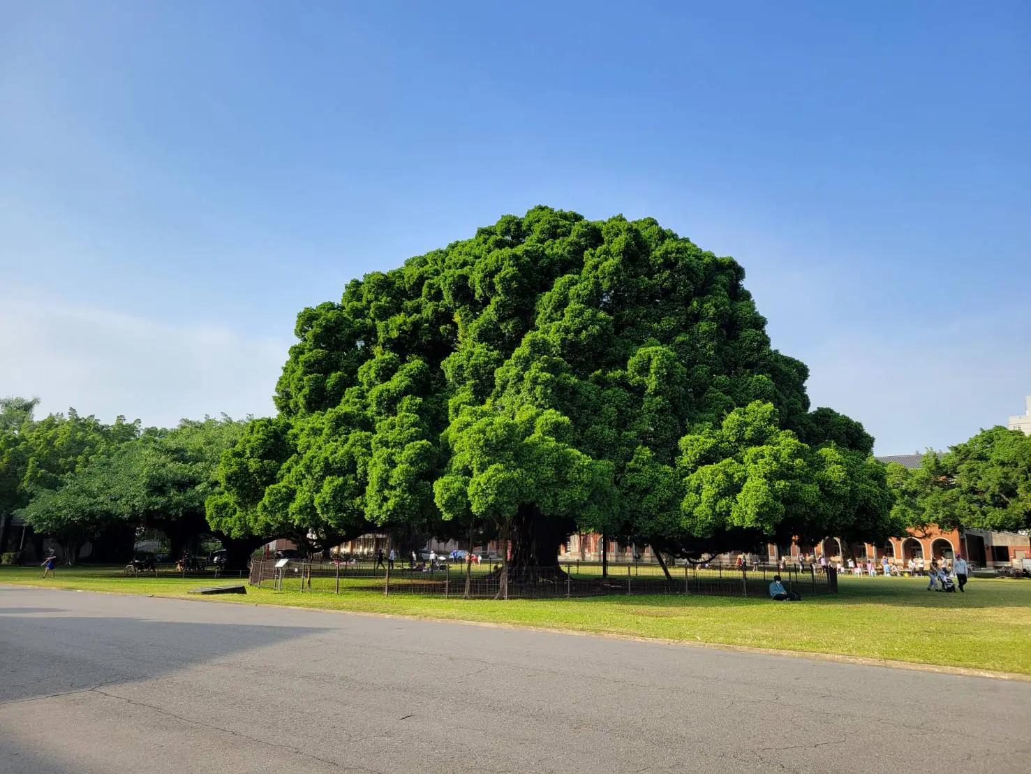國立成功大學 榕園