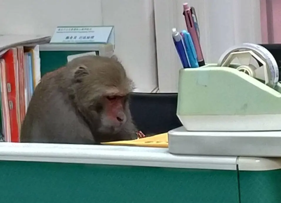 國立中山大學＿獼猴