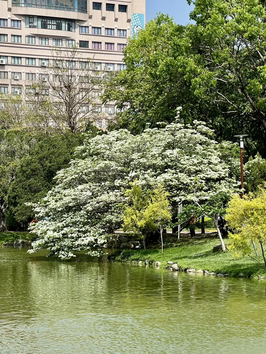 國立中興大學＿中興湖畔流蘇花
